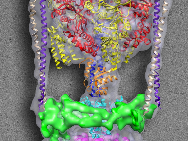 ATPase structure_sm