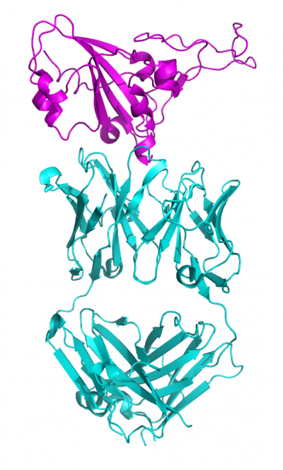 Ribbon diagram of the SARS receptor binding domain (magenta) in complex with the Fab of a neutralizing monoclonal antibody (blue)