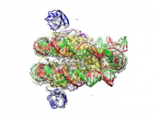 An image of an atomic model of a ubiquitinated and dimethylated histone core particle with bound 53BP1 built into a cryo-EM density map.