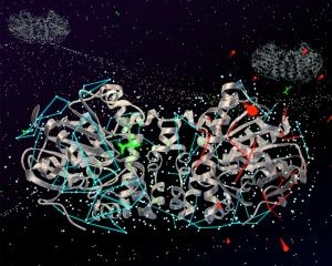 An artistic interpretation of the enzyme fluoroacetate dehalogenase binding substrate (green) in the left subunit and releasing bound water molecules (red) in the right-hand subunit.