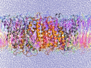 Snapshot from the end of one of the atomistic simulations in which mdAE1 is embedded in a complex asymmetric bilayer (Band3_AT-1). The different lipid types are shown in different colors and the water is shown in ice-blue.