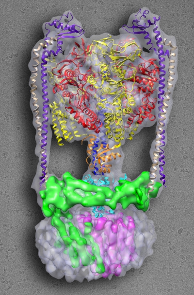 ATPase structure_sm