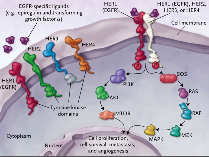 Cell signaling figure