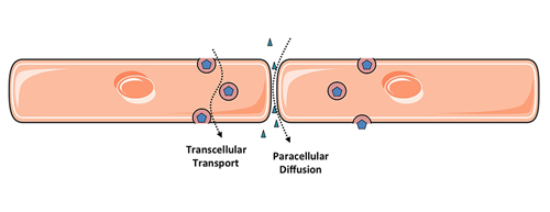 Figure 1. Two routes of endothelial permeability