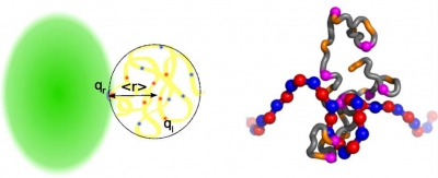 Fuzzy complexes involving polyelectrostatic (left) and polycation-pi (right) interactions (Borg et al., PNAS 2007; Song et al., PLoS Comput Biol 2013).