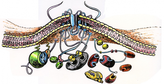 Membrane transport figure