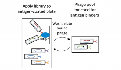 Synthetic antibodies production uses a phage library containing >10e10 phage that each express a different antibody molecules on their surface. Coating a plate with an antigen allows one to isolate phage clones that express antibodies against a specific antigen.