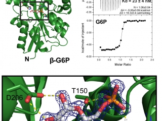 The periplasmic binding protein AfuA binds glucose-6-phosphate