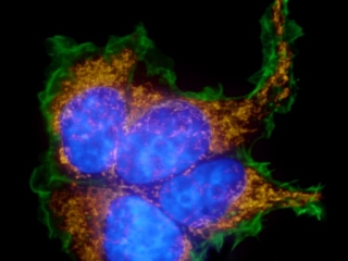 Image of cells.