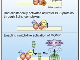 Activation of cell death by Bad.